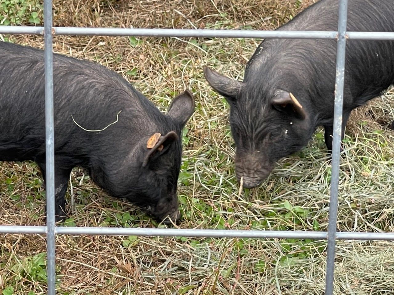 American Guinea Hogs